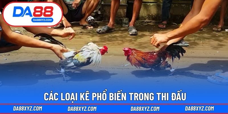 Các loại kê phổ biến trong thi đấu