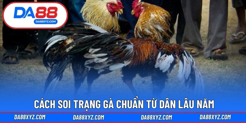 Cách soi trạng gà chuẩn từ dân lâu năm