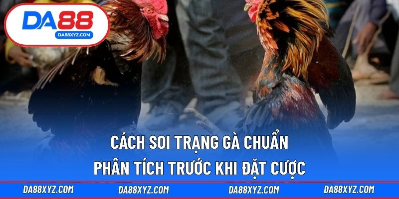Cách soi trạng gà chuẩn