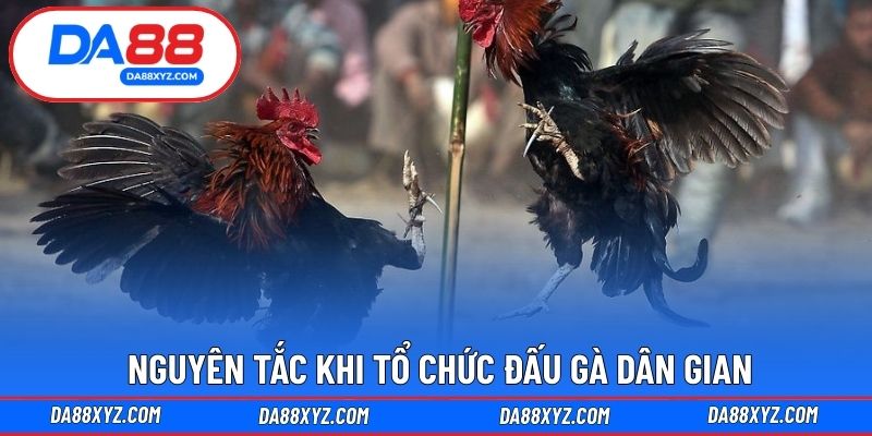Nguyên tắc khi tổ chức đấu gà dân gian