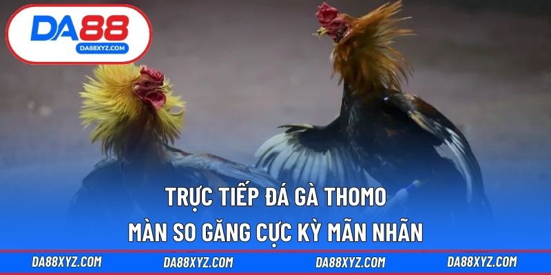 Trực tiếp đá gà Thomo
