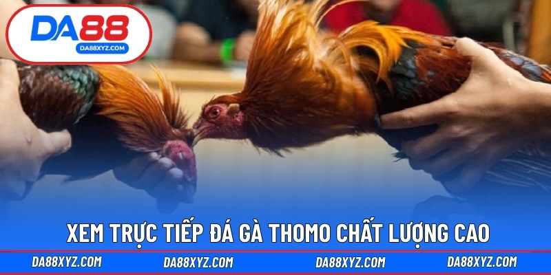 Xem trực tiếp đá gà Thomo chất lượng cao